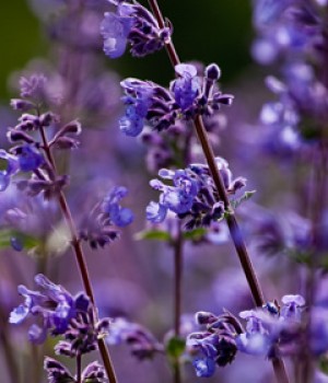 Nepeta: la vivaz azul para jardines secos y soleados