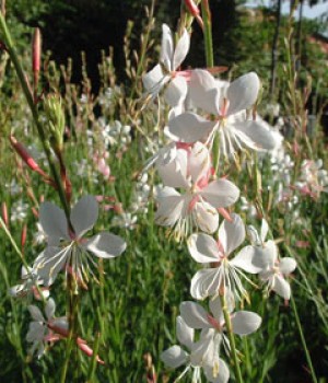Oenothera lindheimeri: la gaura de flor en mariposa