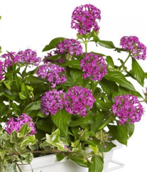 Pentas lanceolata: la estrella egipcia para el verano