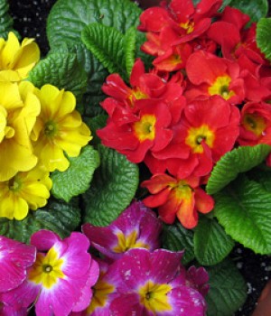 Primula acaulis: cultivo y cuidados de la primavera