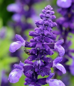Salvia farinacea: la salvia azul de espigas harinosas