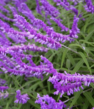 Salvia leucantha: la salvia mexicana de otono
