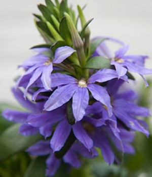Scaevola aemula: la flor abanico para colgar