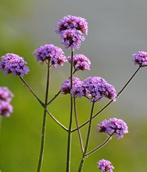 Verbena bonariensis: la vivaz alta para mariposas