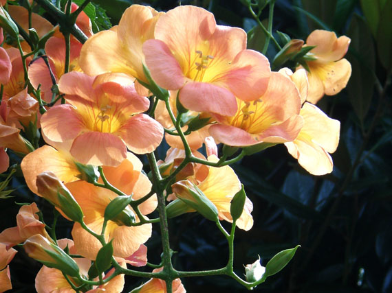 Bignonias: coros de trompetas (1ª parte)