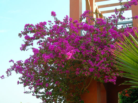 Buganvillas: fuego magenta