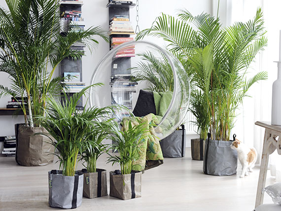 ¡Disfruta de una areca en tu salón!