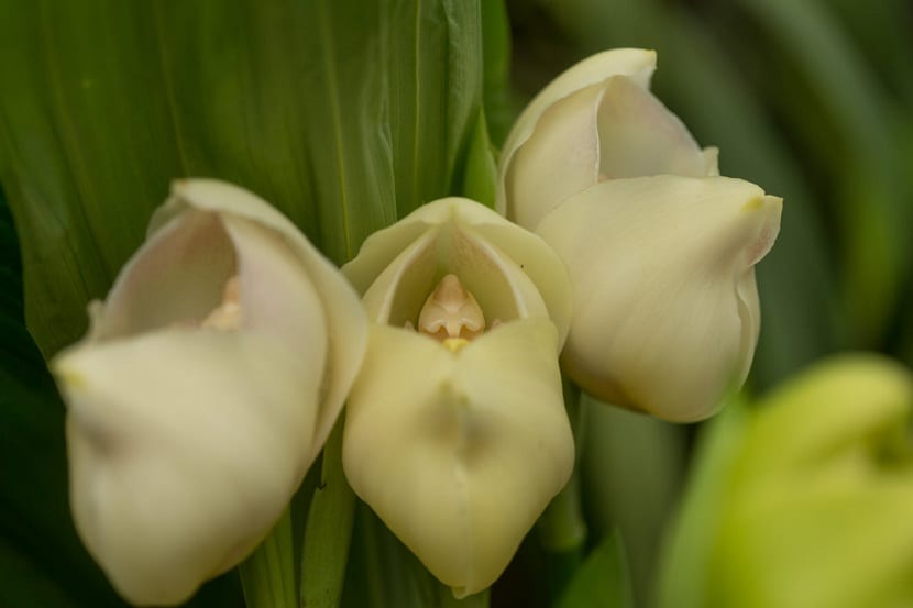 Detalle del labelo articulado de la Anguloa uniflora