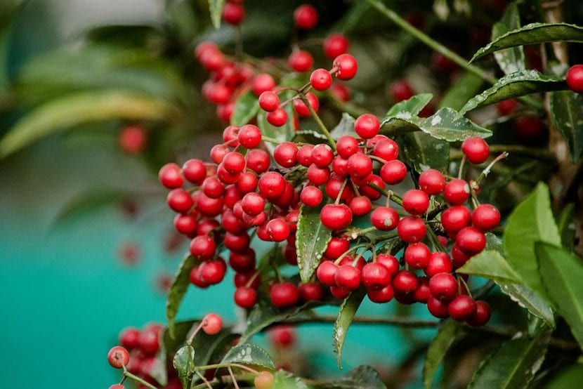 Ejemplar de ardisia cultivado en maceta