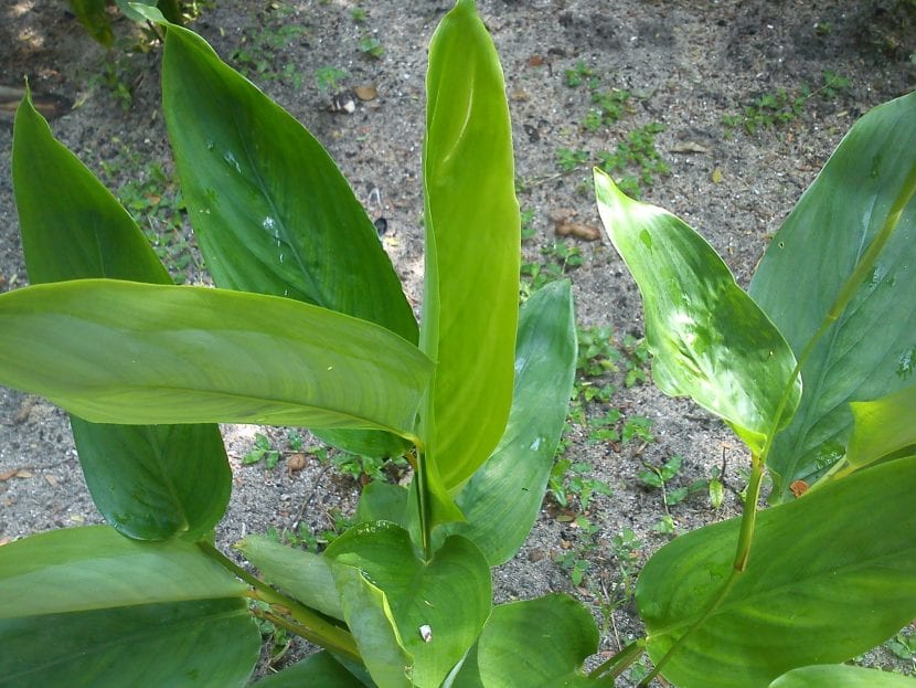 Mata de arrurruz con hojas verdes ovaladas