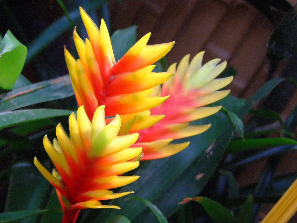Vriesea: cuidados de la bromelia de tanque en casa