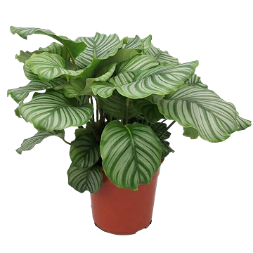 Calathea orbifolia: cuidados, agua y bordes marrones
