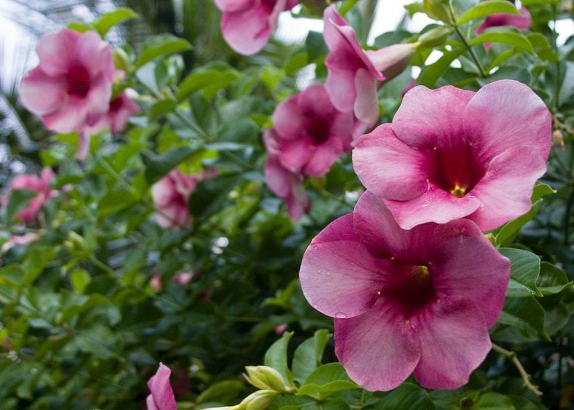 Allamanda blanchetii de flores rosa vinoso
