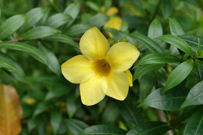Flores amarillas de Allamanda cathartica