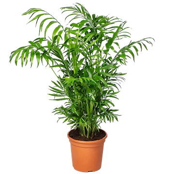 Palmera de salón (Chamaedorea elegans): cuidados y riego