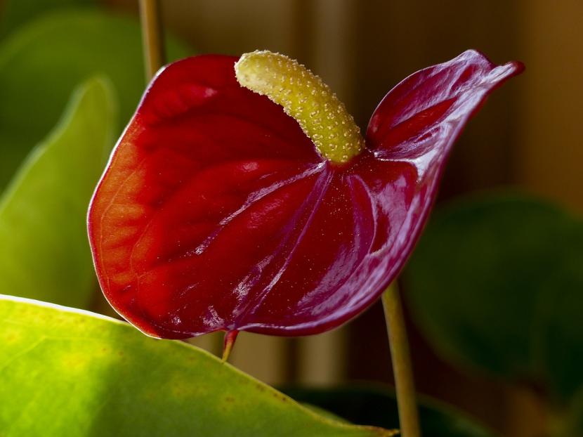 Anthurium en flor en interior