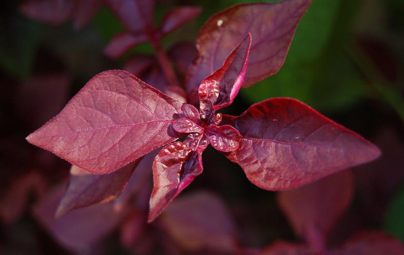 Iresine herbstii Purple Lady de hoja púrpura oscura