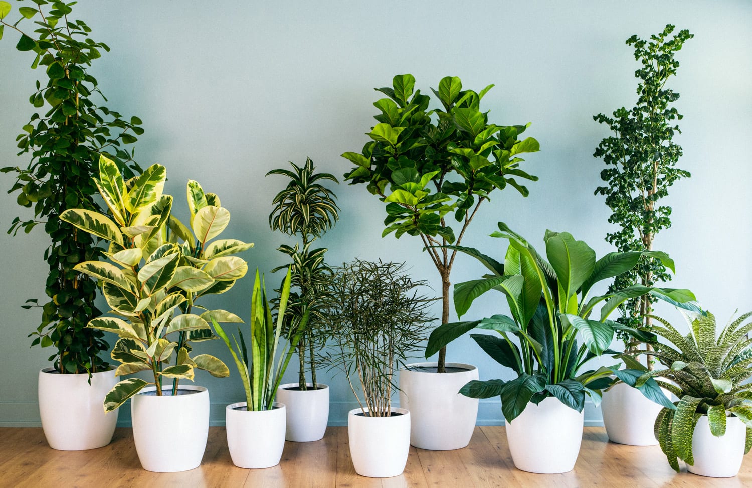 Cómo elegir plantas de interior sanas en el vivero