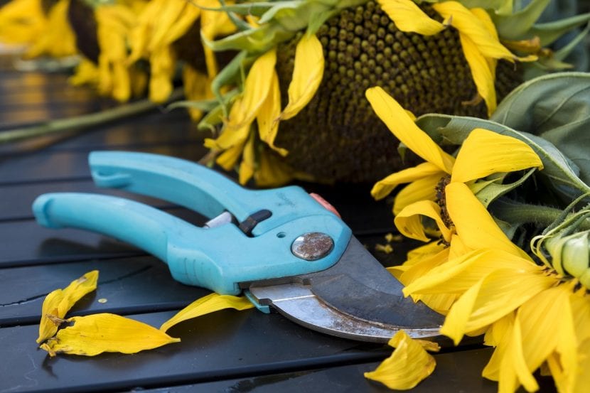 Tijeras de poda para plantas de interior