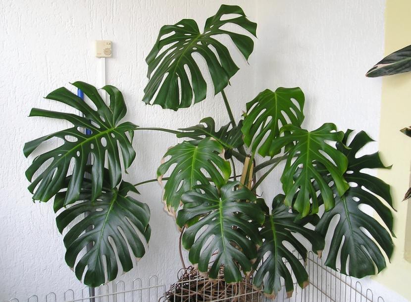 Ejemplar de Monstera deliciosa con hojas adultas fenestradas