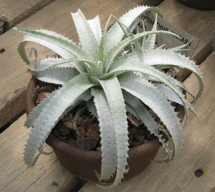 Cryptanthus warasii, de hojas gruesas y plateadas