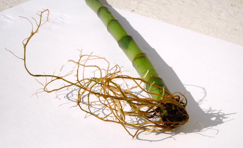 Detalle de las hojas y el tallo de Dracaena sanderiana