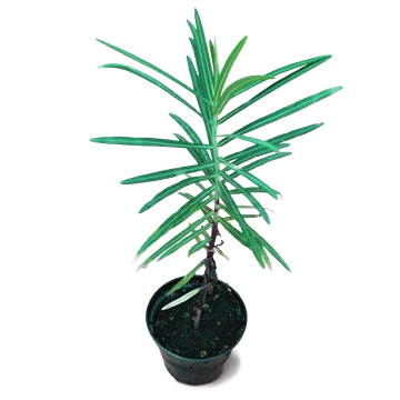 Euphorbia lathyris: el tártago, los topos y sus semillas
