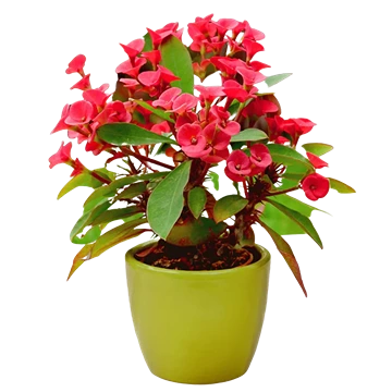 Euphorbia milii: cuidados de la corona de espinas