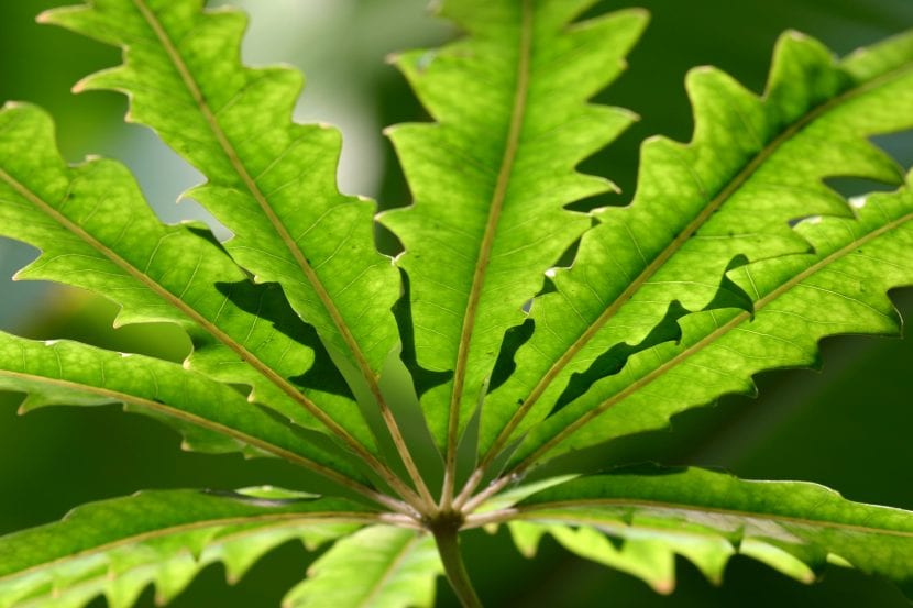 Hojas juveniles finamente dentadas de la falsa aralia