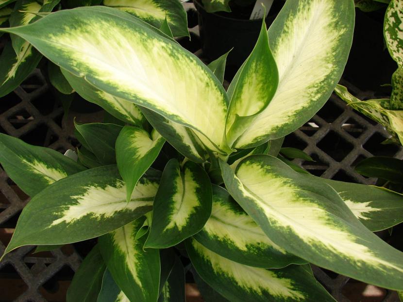Dieffenbachia: cuidados, riego y precauciones con su savia
