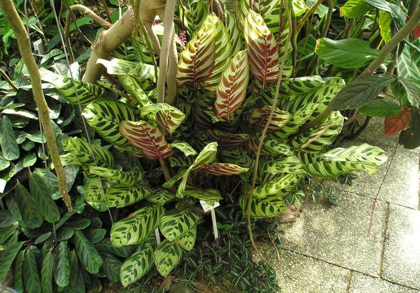Hoja de Calathea makoyana con su dibujo de plumas verde oscuro