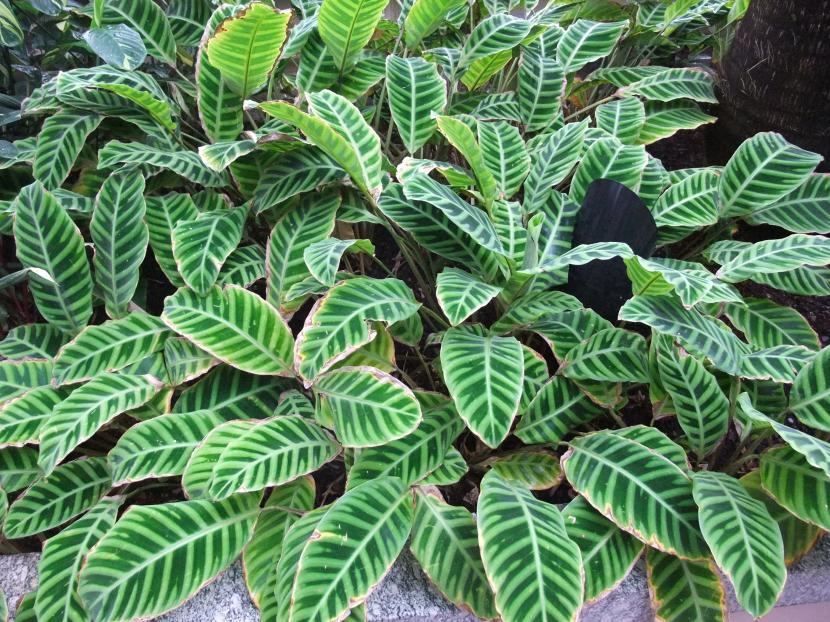 Calathea: hojas sin bordes marrones y cuidados reales