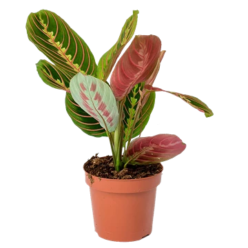 Hojas de Maranta leuconeura con nervios rojos y manchas oscuras sobre verde
