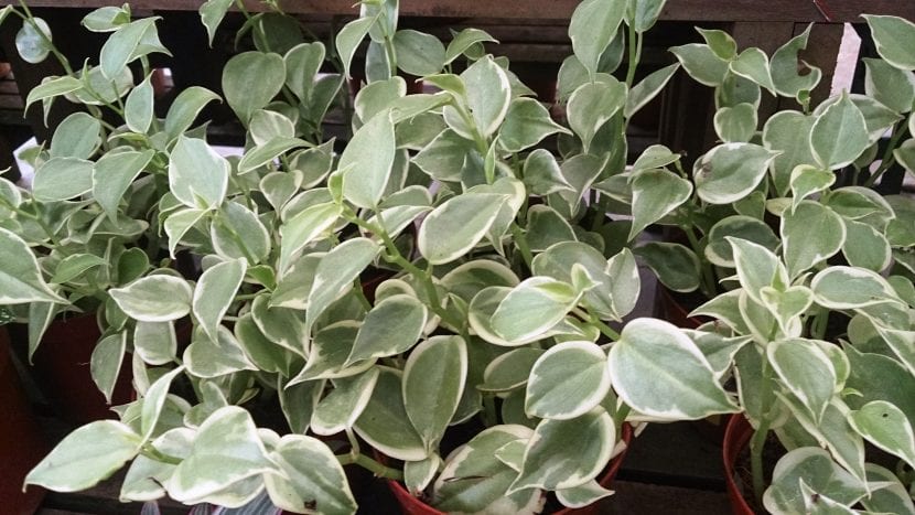 Peperomia obtusifolia variegata con hojas de borde crema
