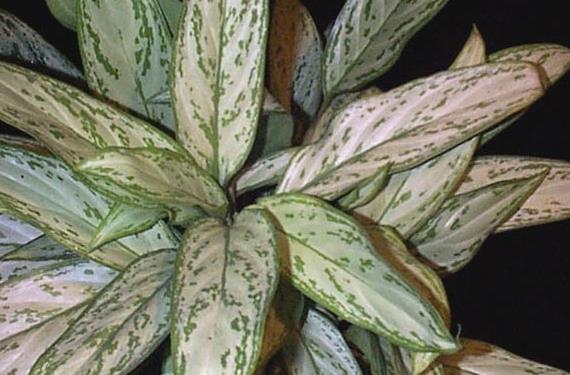 Aglaonema de hoja plateada, planta de interior tolerante a la luz baja de una oficina