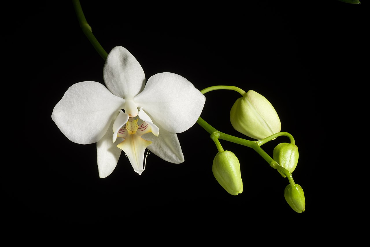 Phalaenopsis de flor blanca en interior