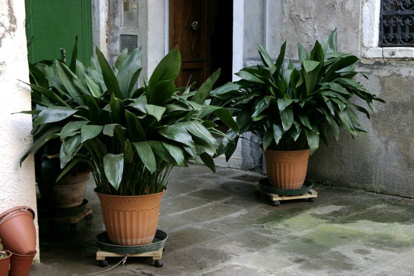 Aspidistra elatior, planta de hoja verde para zonas de sombra