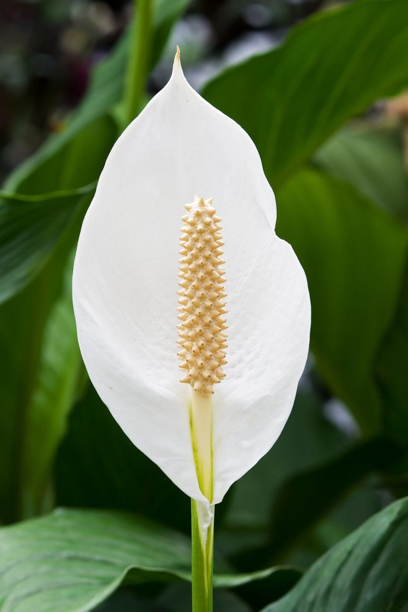 Spathiphyllum con espata blanca
