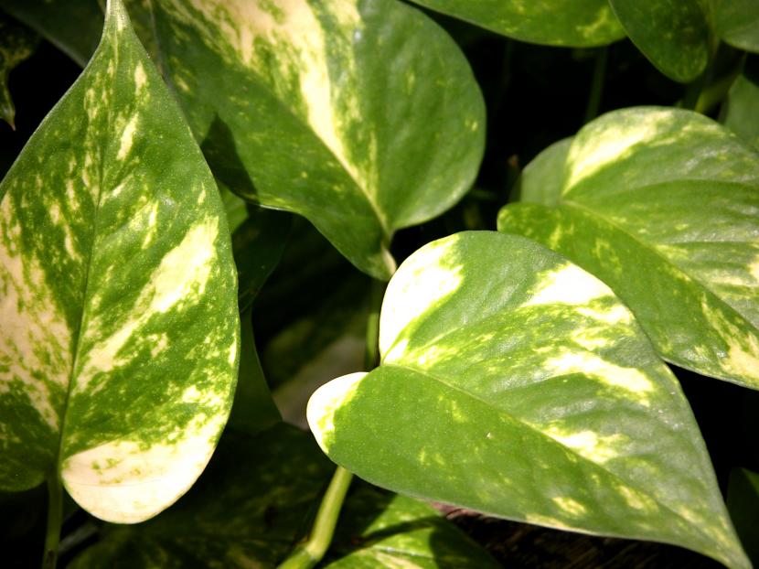 Potos, Epipremnum aureum, con hojas jaspeadas colgando