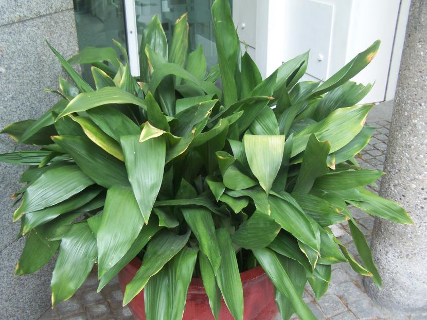 Aspidistra elatior cultivada en maceta a la sombra