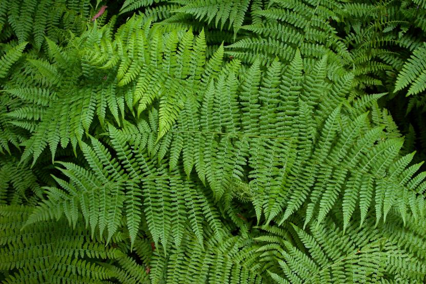 Helecho de interior con frondes verdes en maceta