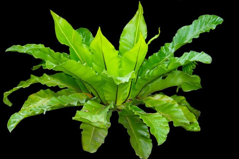 Asplenium nidus o helecho nido de ave, con las frondas en roseta