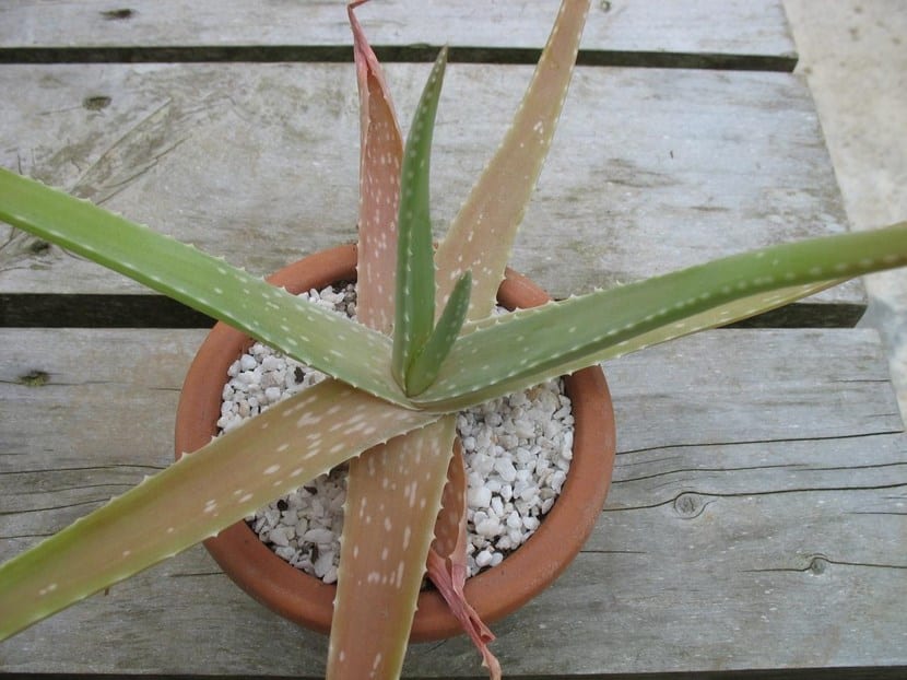 Aloe vera: cuidados y por qué se ponen marrones sus hojas