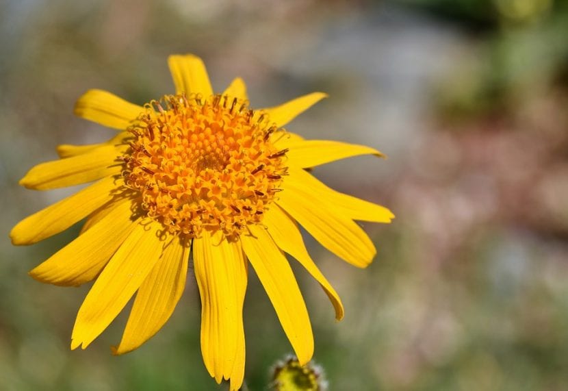 Capítulo amarillo anaranjado de Arnica montana en flor