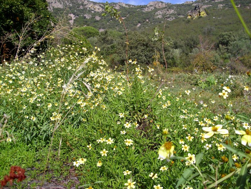 Campo cubierto de pequeñas flores amarillas y blancas de Bidens