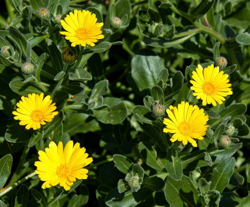 Capítulo anaranjado de Calendula arvensis abierto en un campo