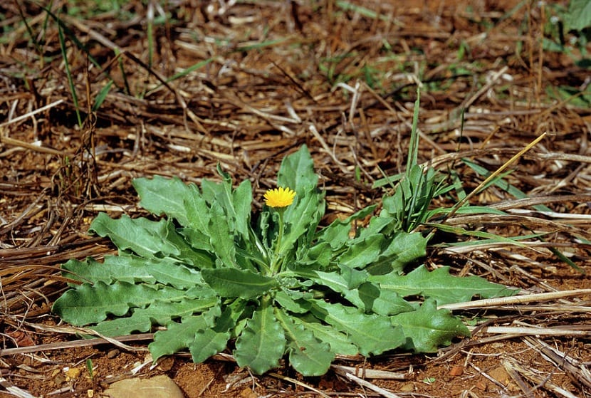 Detalle de las flores de caléndula arvense en estado silvestre