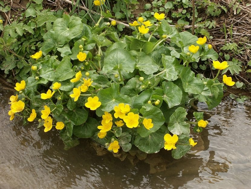 Mata de Caltha palustris floreciendo en la orilla encharcada de un arroyo