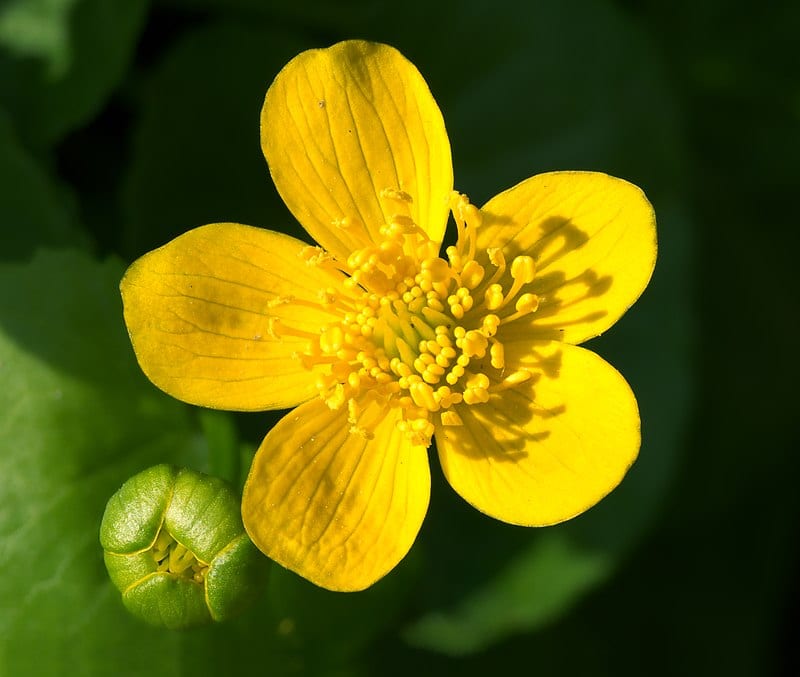 Flor amarilla de Caltha palustris vista de cerca