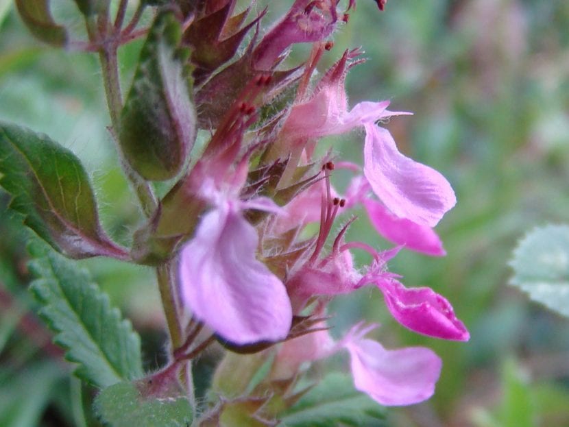 Camedrio en flor, con verticilos de flores rosa purpúreas